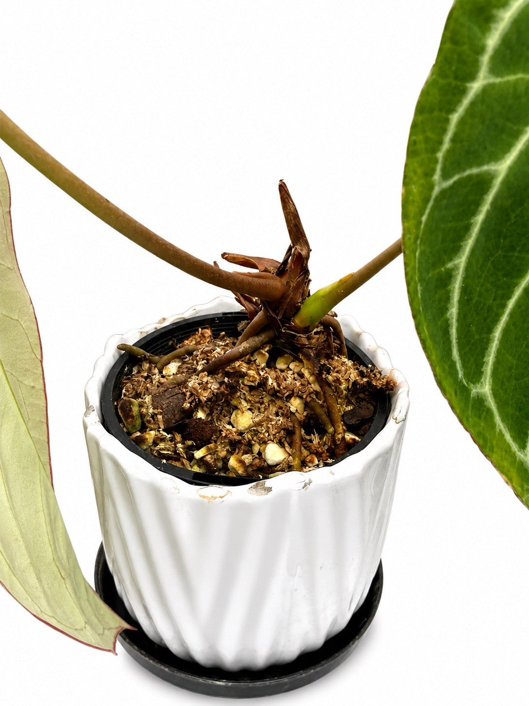🌿 Anthurium ‘Augustus × Frilly Knickers’ – Rare Collector Hybrid 🌿