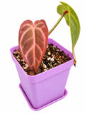 Anthurium (Cryst × Lux × Pap) × (Warocqueanum × Forgetii) | Rare Hybrid | Exact