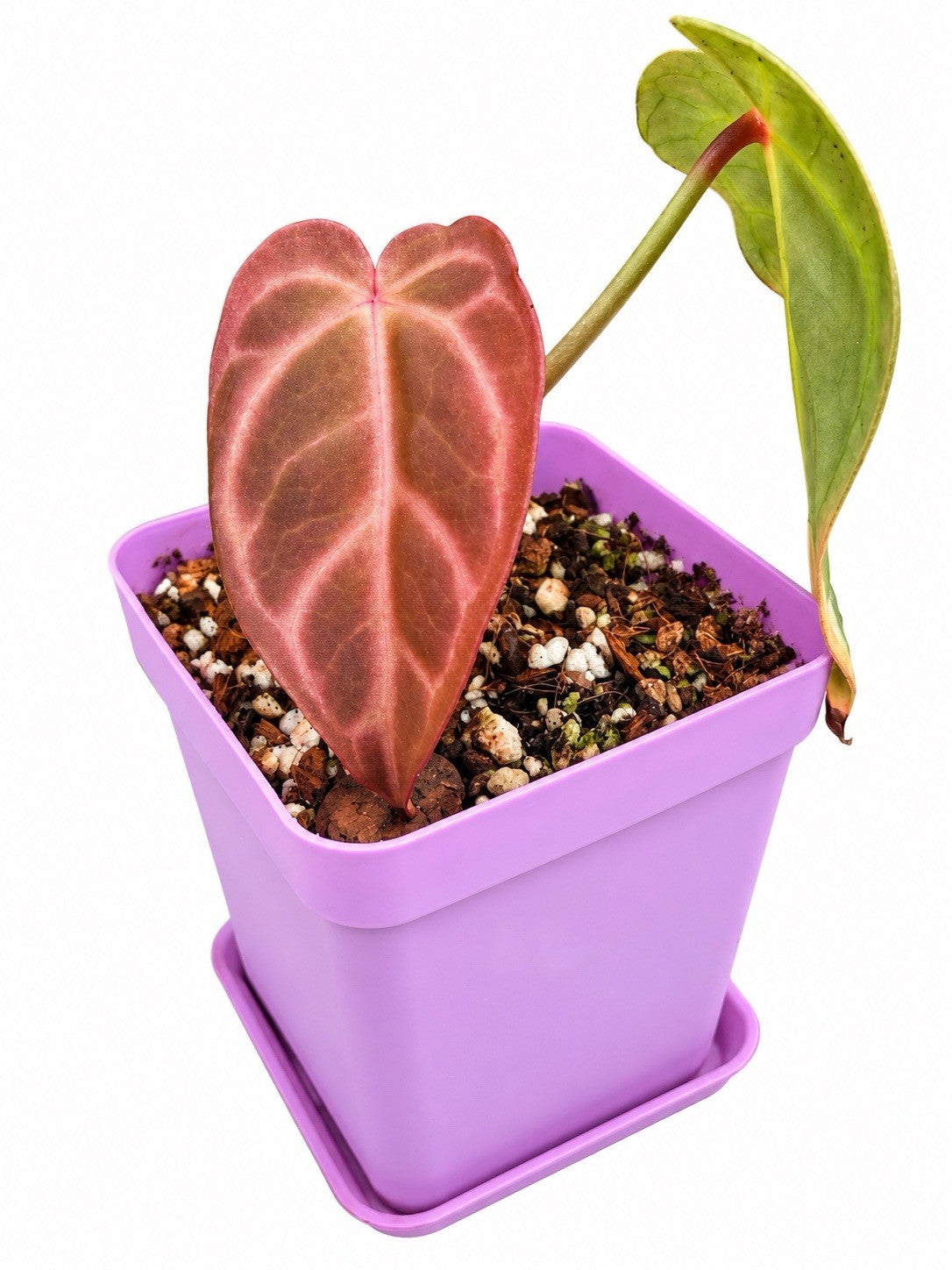 Anthurium (Cryst × Lux × Pap) × (Warocqueanum × Forgetii) | Rare Hybrid | Exact