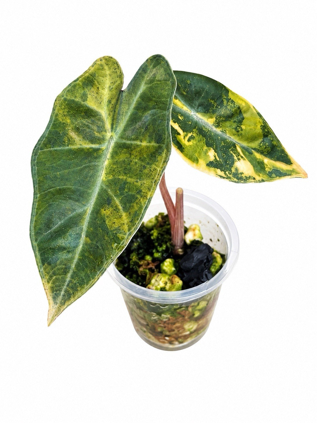 Alocasia Pseudosanderiana Aurea Variegated – Corm Grown | Exact Plant