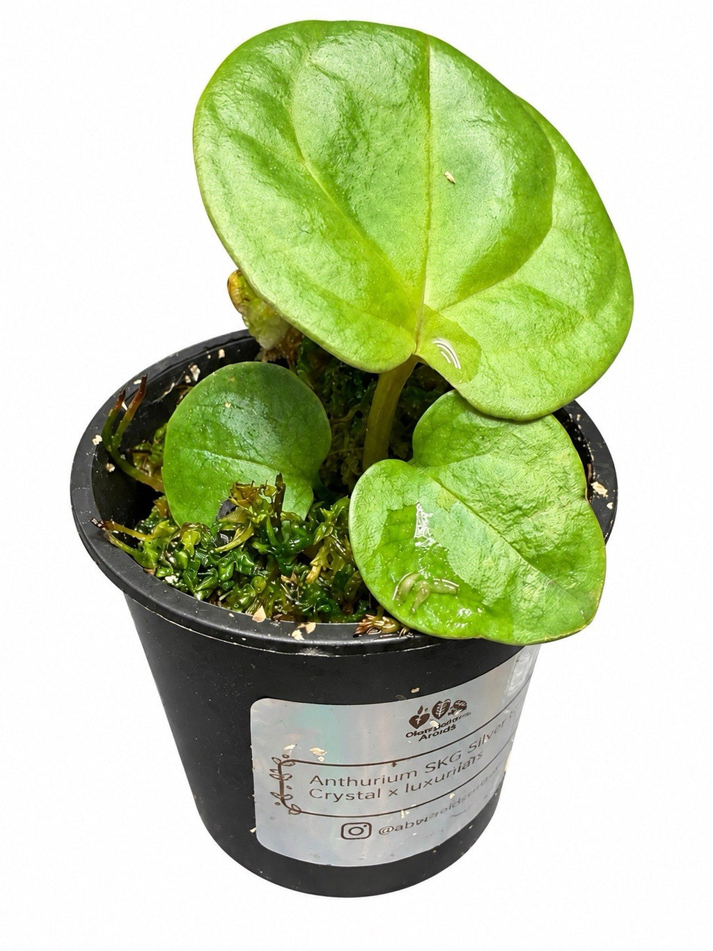 Anthurium SKG Silver × Red Crystal × Luxurians | Seed Grown | Exact Plant