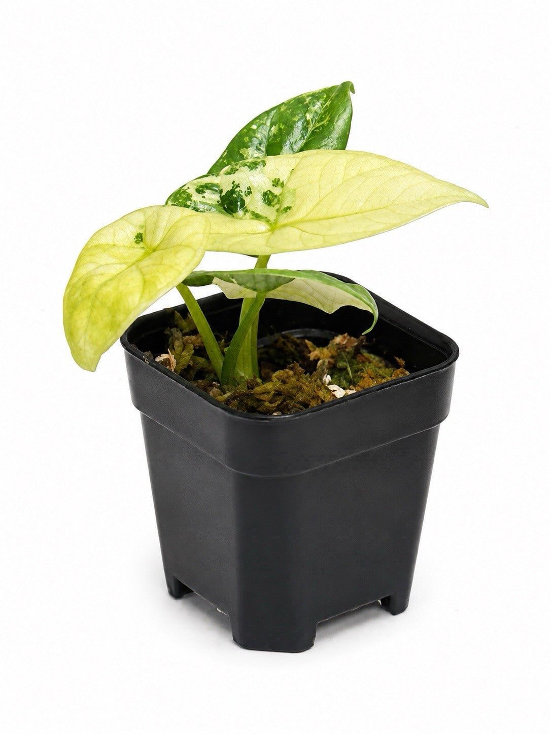 Alocasia Sinuata Albo – Corm Grown | Variegated Rare Collector’s Plant