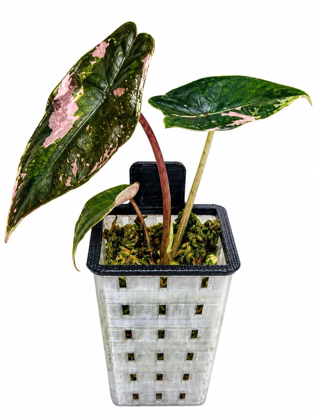 🌿 Alocasia Chanteri Pink Variegated – Corm Grown 🩷
