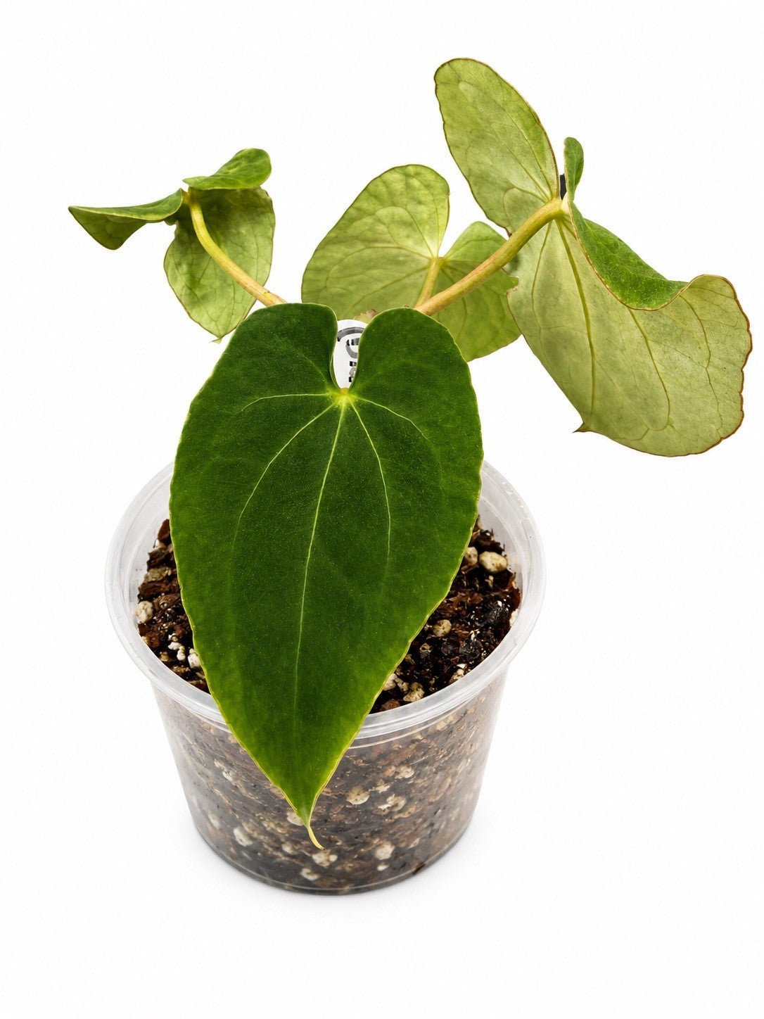 🌿 Anthurium ‘Froggy Delight’Black × Hoff × Forg × Hoff
