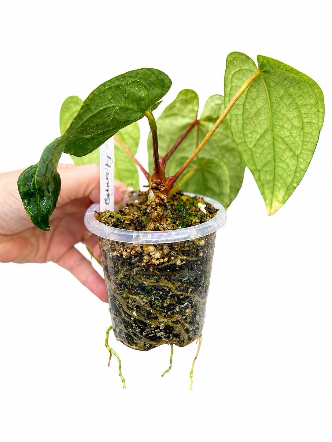 Rare Anthurium Red Crystal × Dressleri ‘Monroe’ – Established Rooted Plant