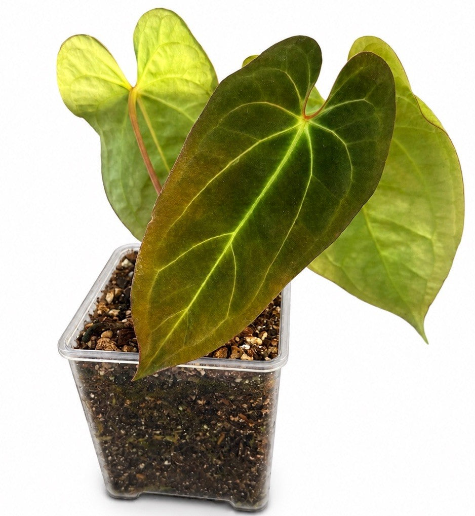 Anthurium (BVIT x ZM) x Michelle 🍃