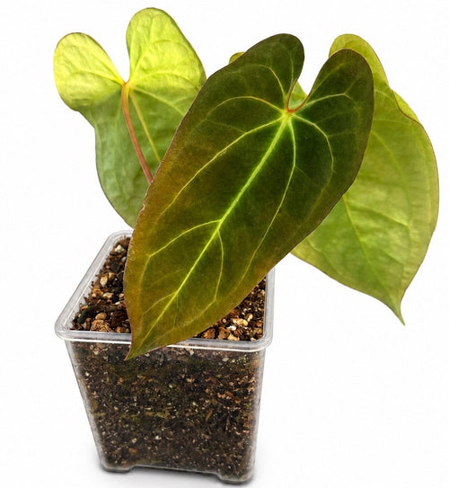 Anthurium (BVIT x ZM) x Michelle 🍃