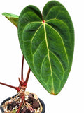 🌿 Anthurium (‘Midnight Velvet’ × Crystallinum) × Unknown – Established Plant