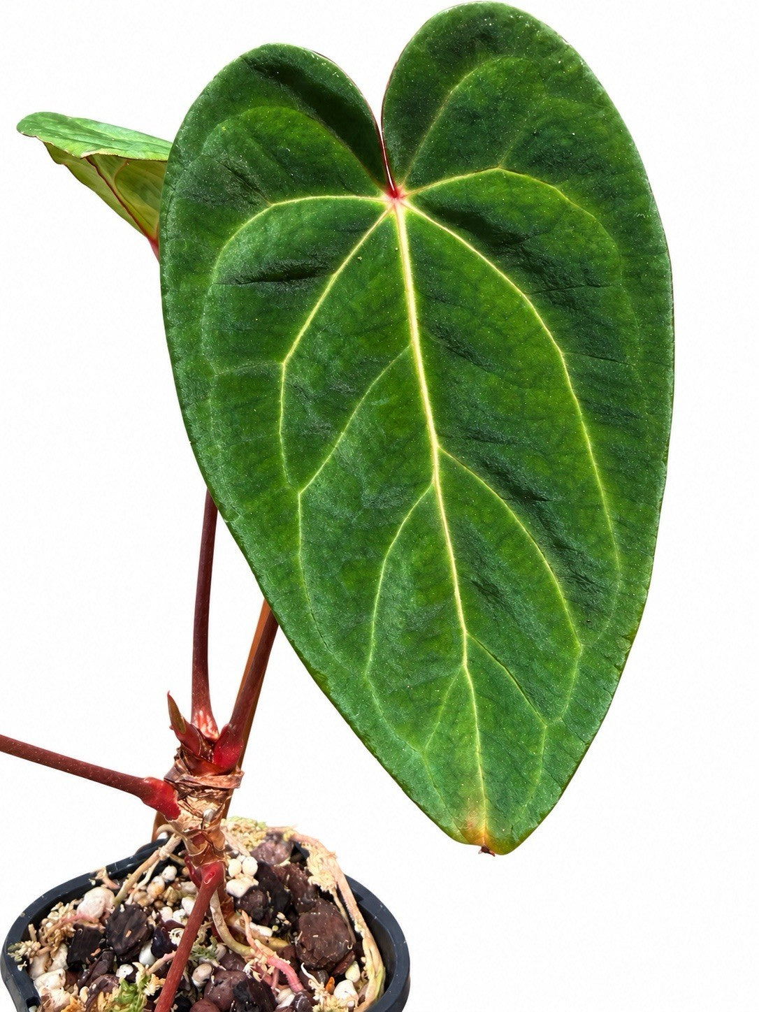 🌿 Anthurium (‘Midnight Velvet’ × Crystallinum) × Unknown – Established Plant