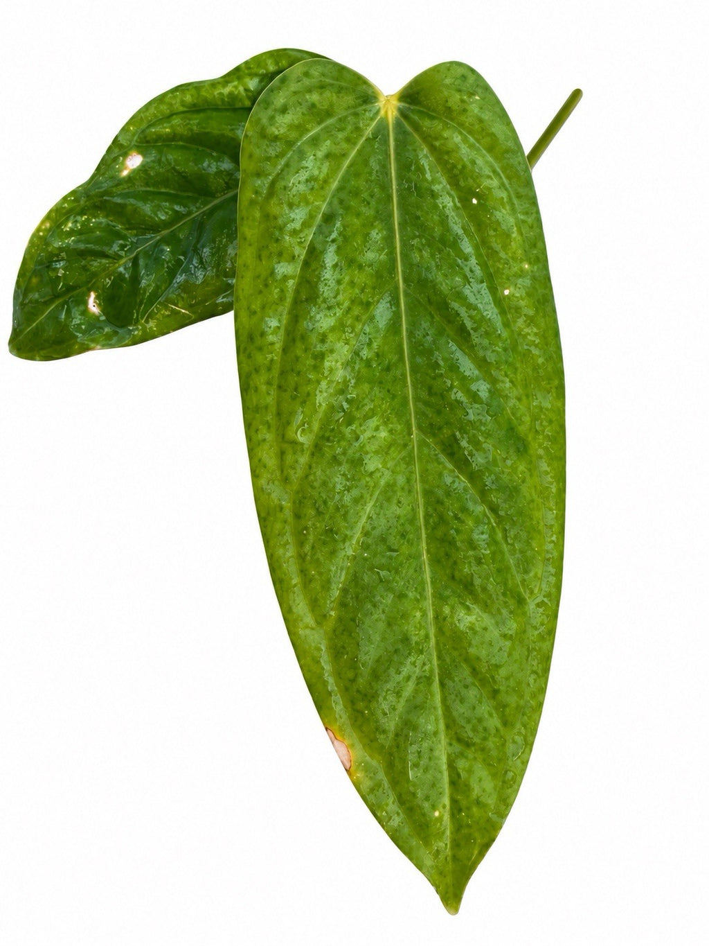 Anthurium Papillilaminum × Dressleri × Paramense – Rare Hybrid