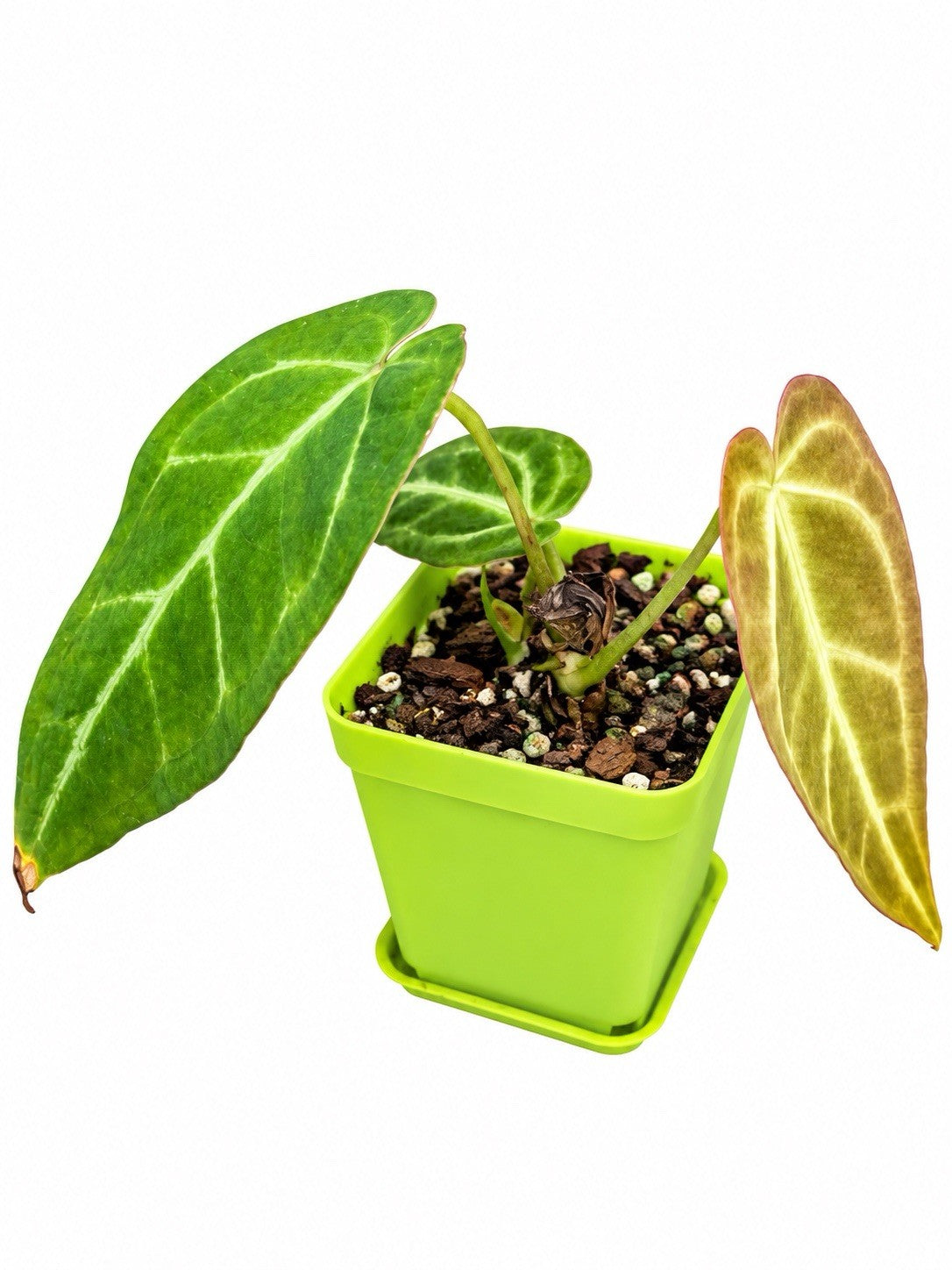 Anthurium (Lux × Pap × Cryst) × (Pap × Warocqueanum × Forgetii) | Rare Hybrid |