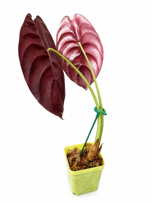 Alocasia Cuprea ‘Red Secret’ | Large Established Rooted Plant | Exact Plant