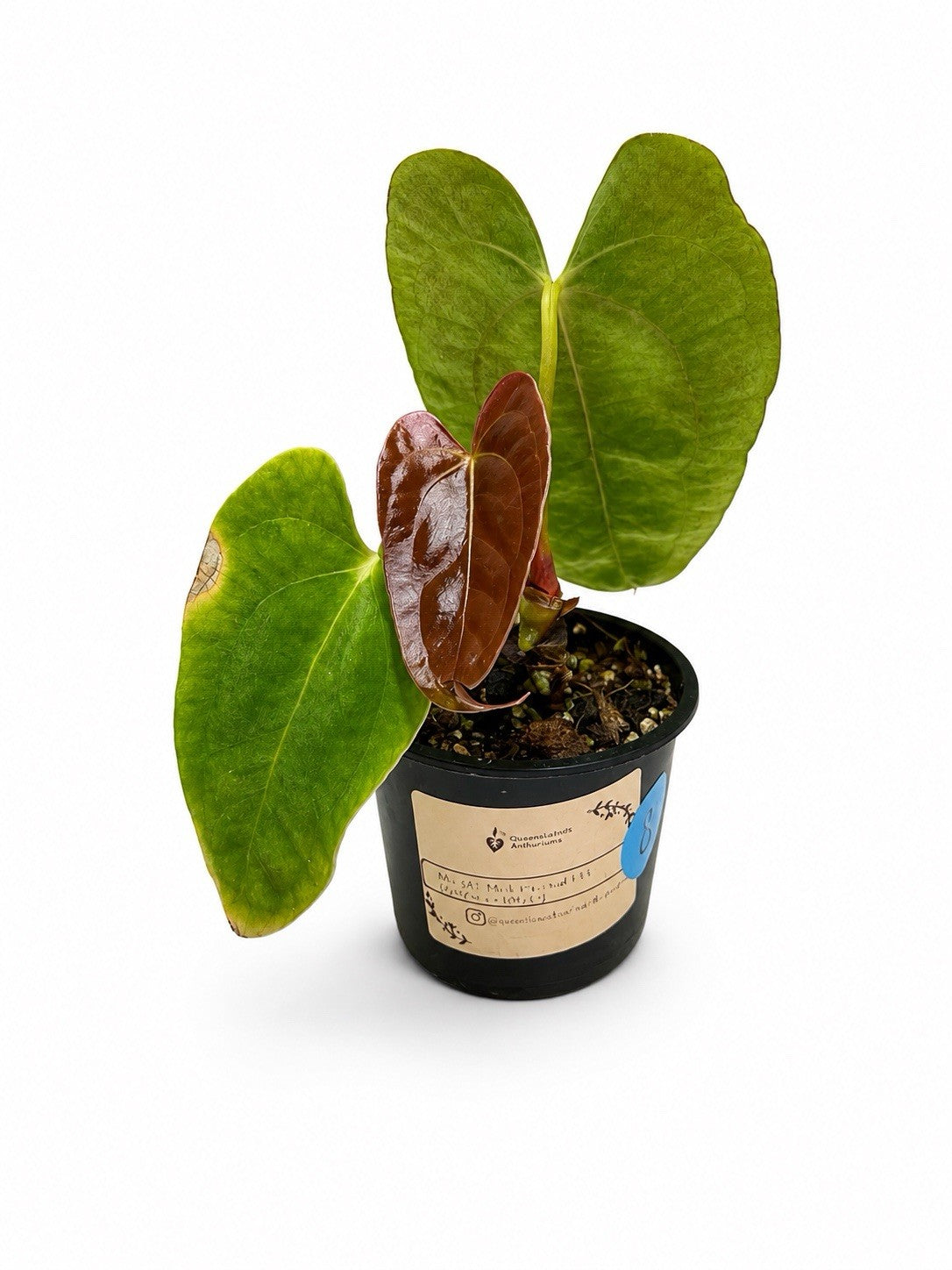 Rare Anthurium – MG 342 Mick Pascual 133 (2) × (Zara × DH) (2) – Seedling 🌿
