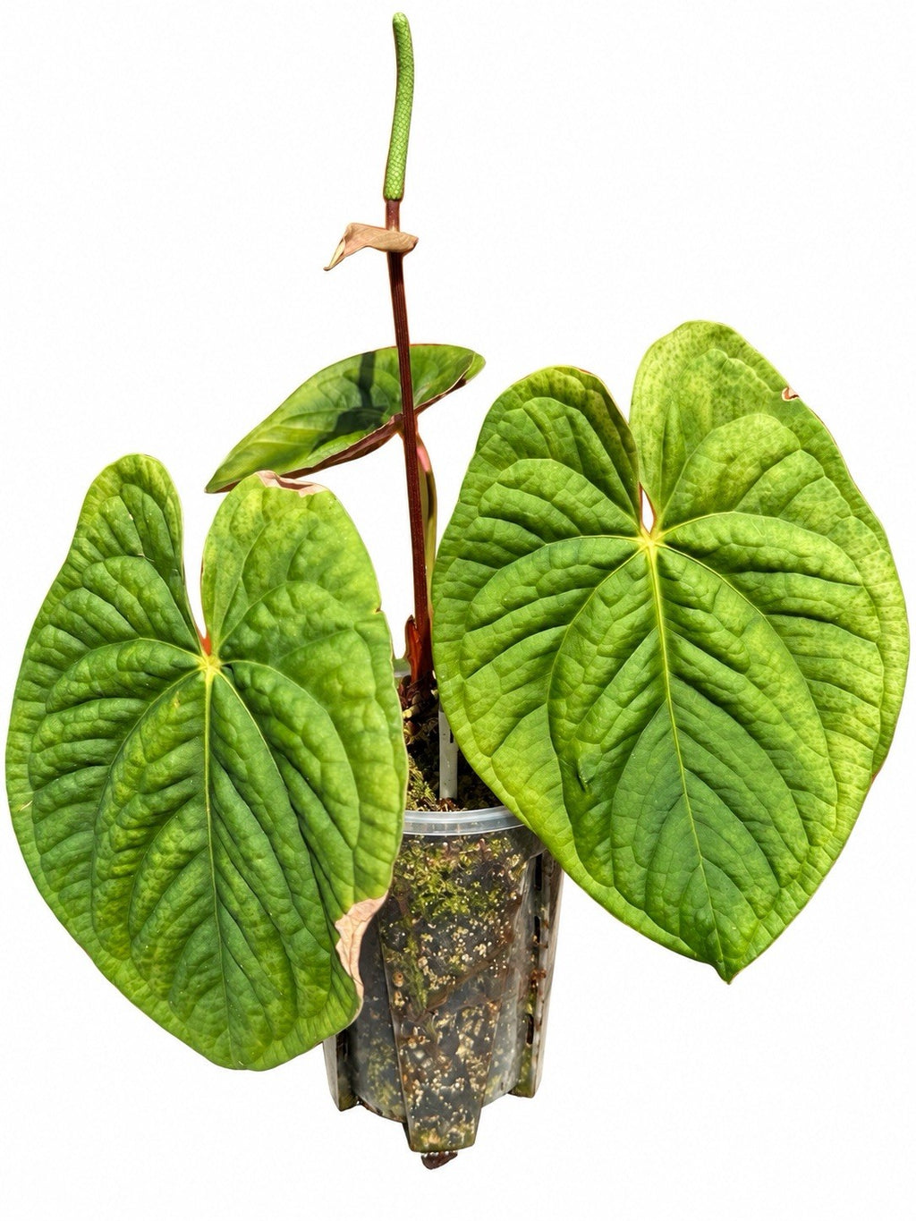 🍀Anthurium Crimson Luxury × Volcanic Ash × Luxurians – Rare Hybrid