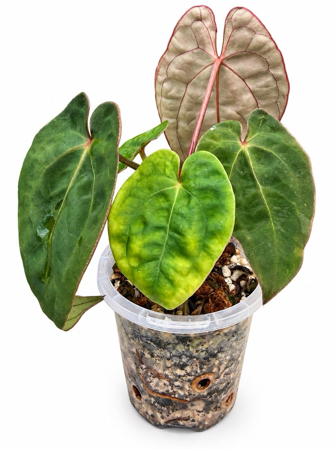 Anthurium #PhoenixGangbang | The Plant Plug Rare Hybrid | Exact Plant