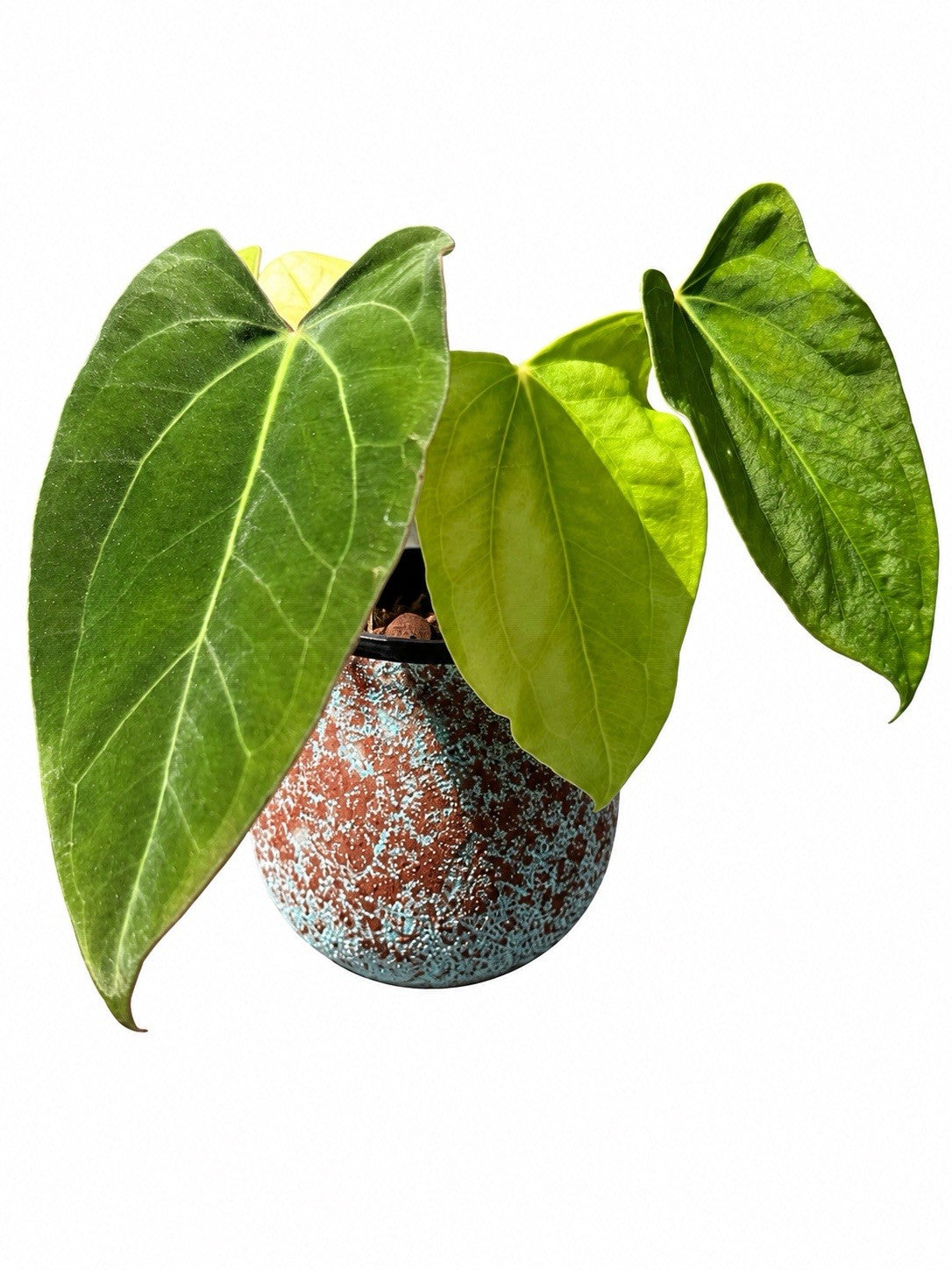 Anthurium Wolverine × Loki | The Plant Plug | Seed Grown | Exact Plant