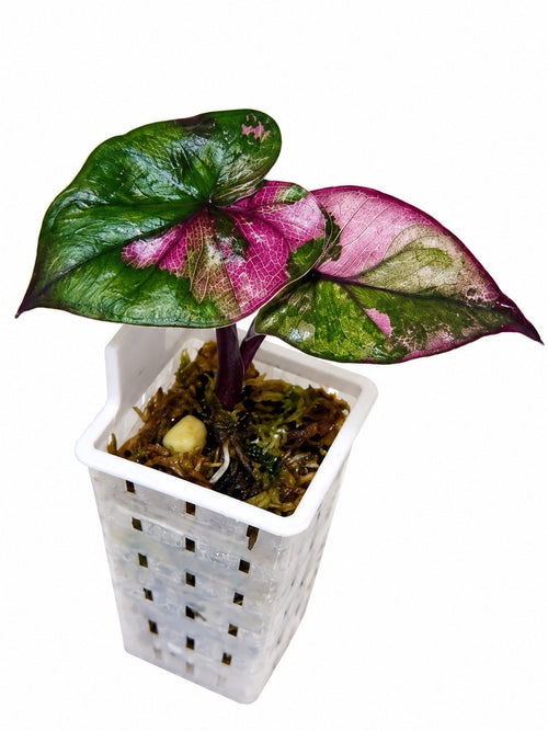 Alocasia Yucatan Pink Princess – Corm Grown | Rare Collector’s Plant