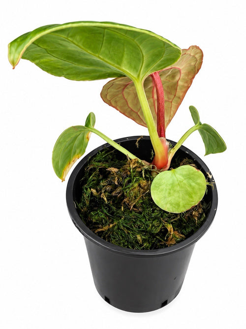 Anthurium SKG Silver × Red Crystal × Luxurians | Seed Grown | Exact Plant