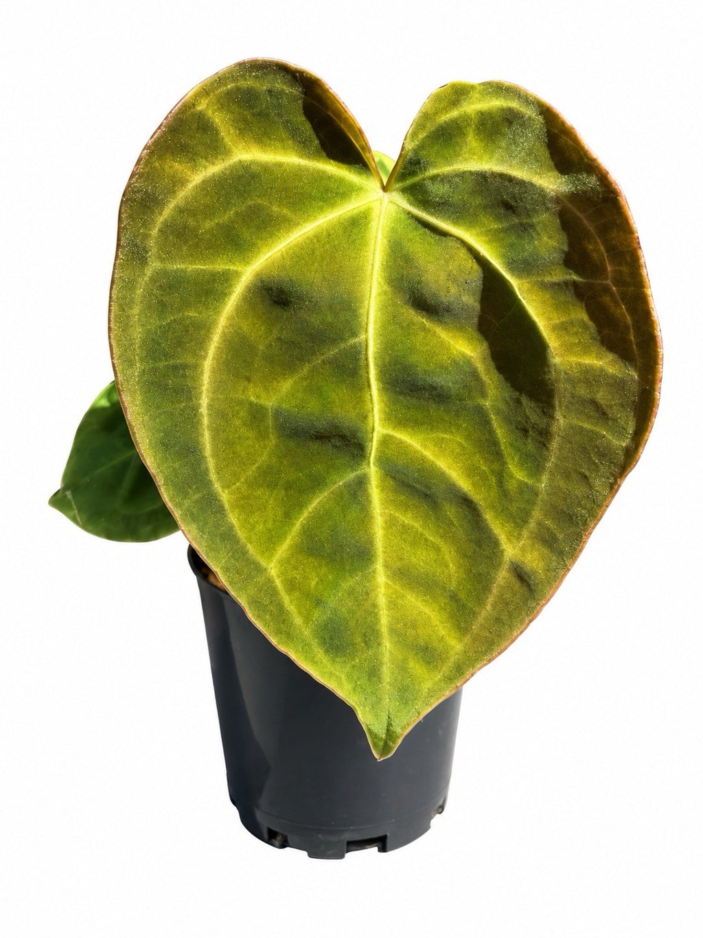 Anthurium Seraphyne - Twin Phoenix X Papxdressxcrys
