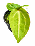 Rare Anthurium (SKG Silver × Red Crystallinum) × Variegated Magnificum