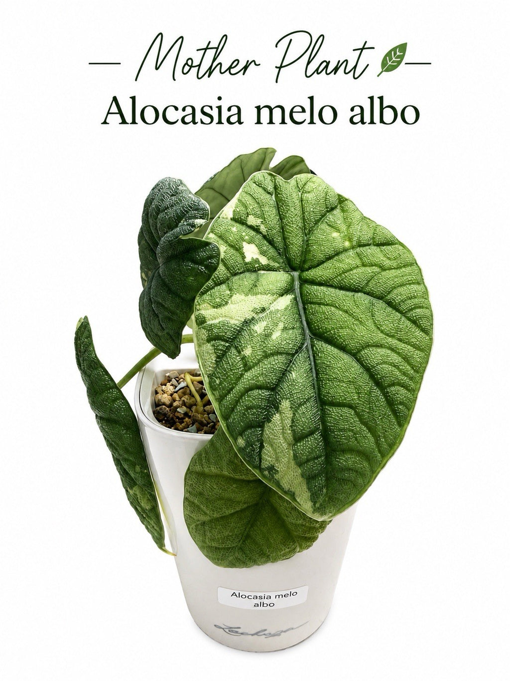 Alocasia Melo Albo Variegated | Corm Grown NOT TC | Exact Plant