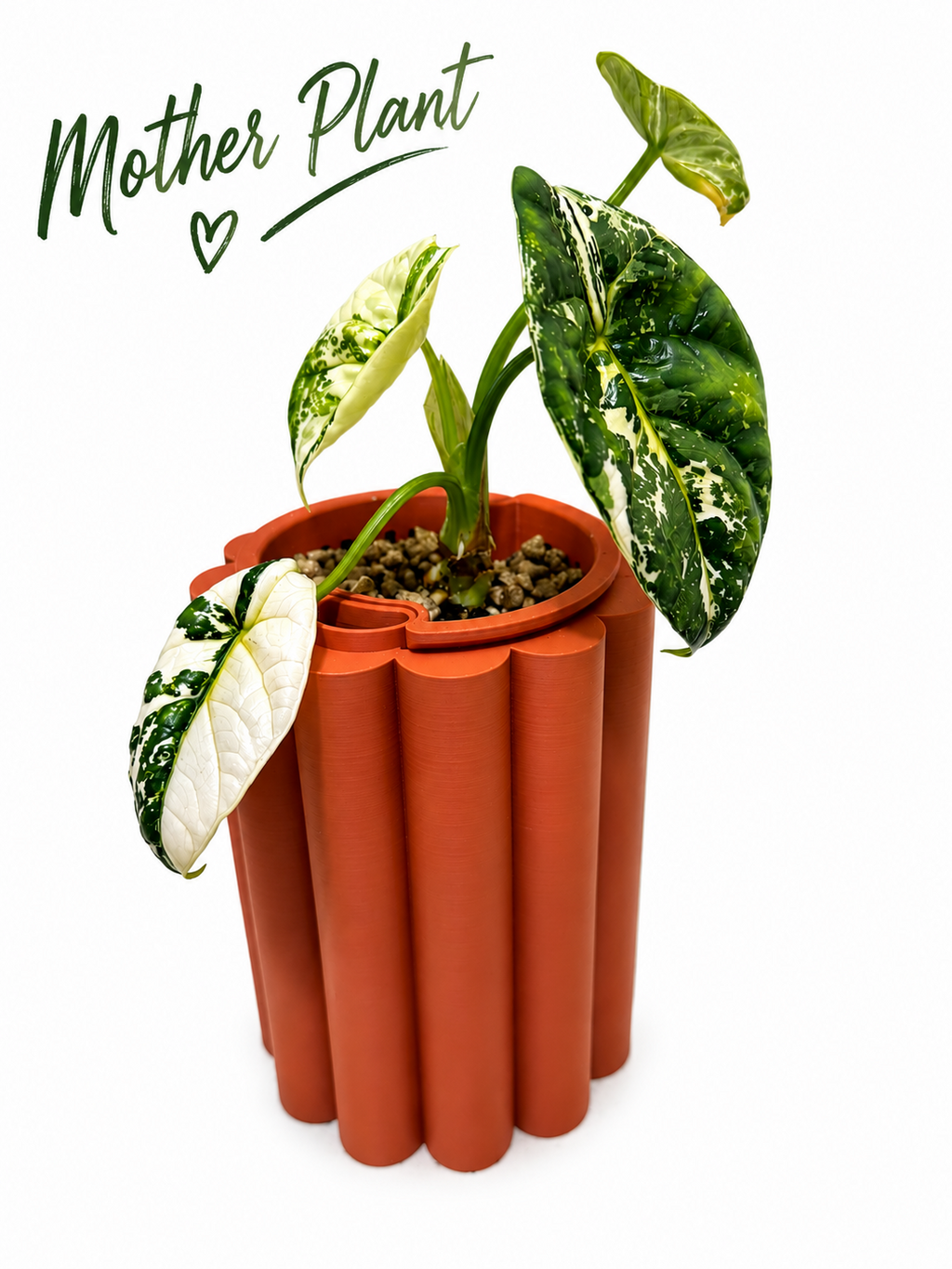 Alocasia Sinuata Albo – Corm Grown | Variegated Rare Collector’s Plant