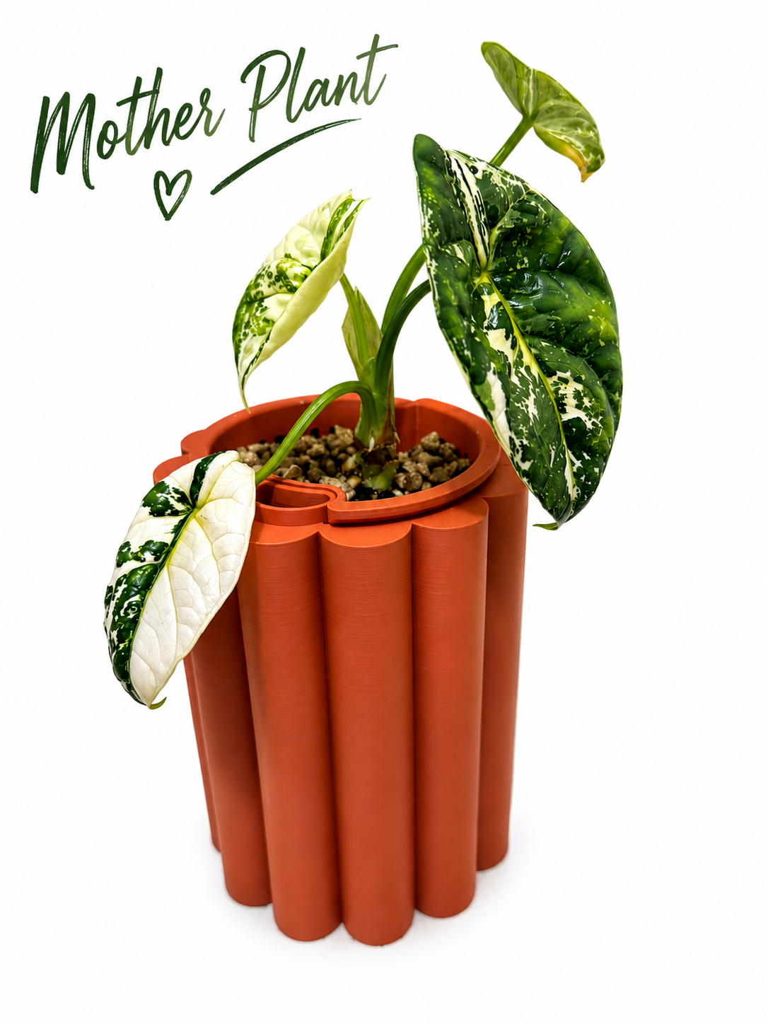 Alocasia Sinuata Albo – Corm Grown | Variegated Rare Collector’s Plant