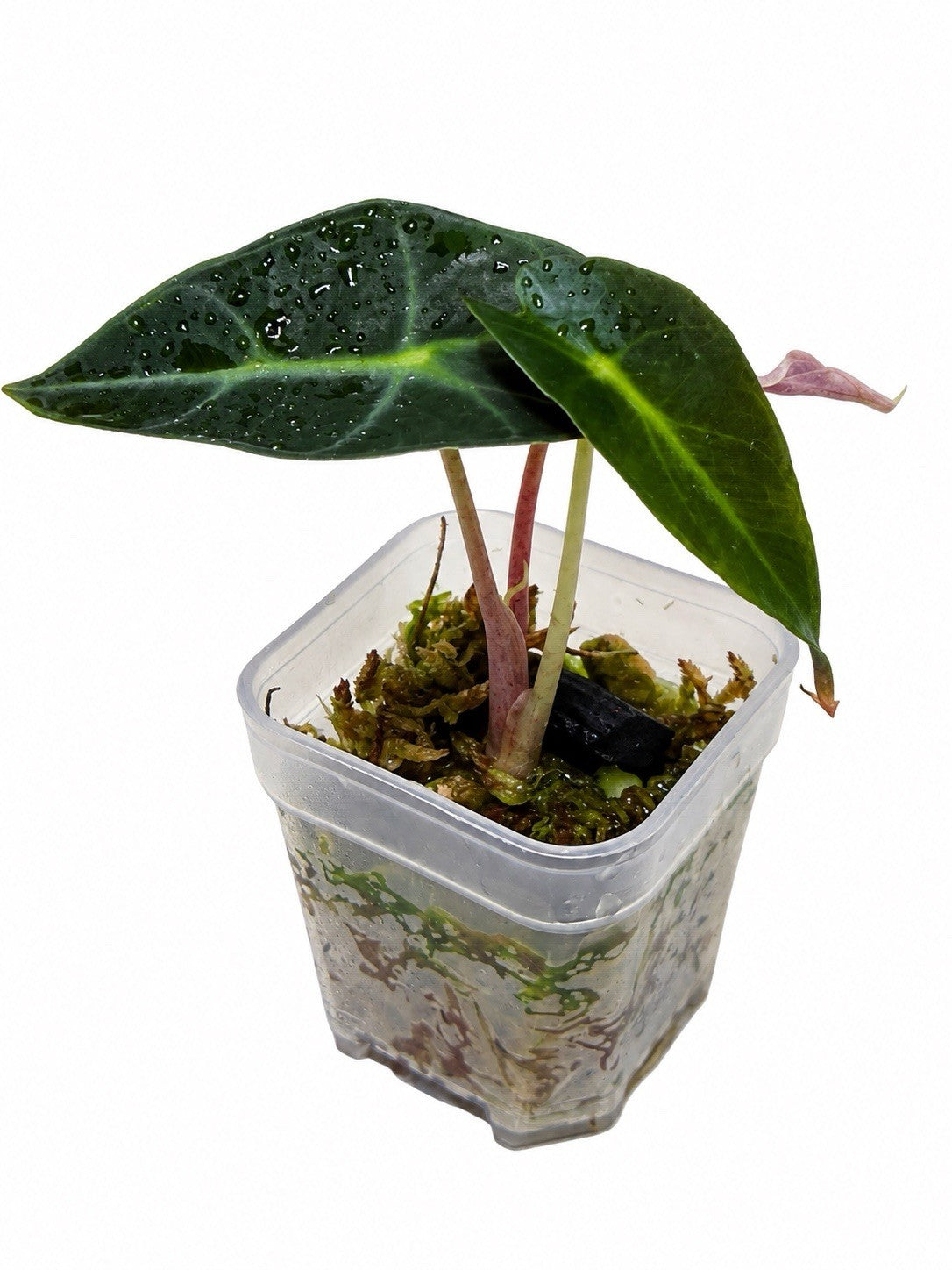 Alocasia Amazonica Pink Variegated | Corm Grown NOT Polly | Exact Plant