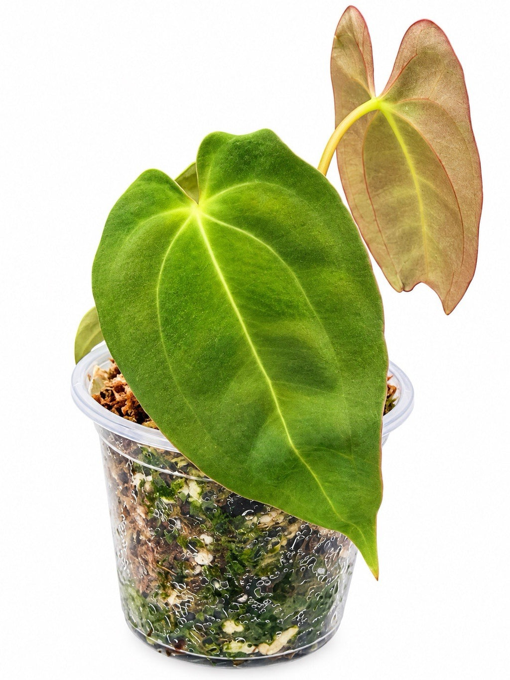 Anthurium Pap × Pap | Rare Papillilaminum Hybrid | Exact Plant