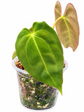 Anthurium Pap × Pap | Rare Papillilaminum Hybrid | Exact Plant