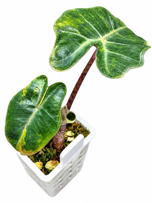 Alocasia Pseudosanderiana Aurea Variegated – Corm Grown | Plant C