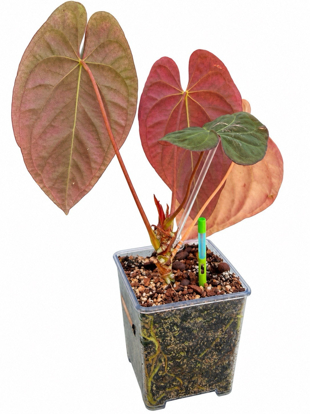 🌿 Anthurium Volcanic Ash × (PX D × Waddle NOID Dark Aroid) – Established Plant