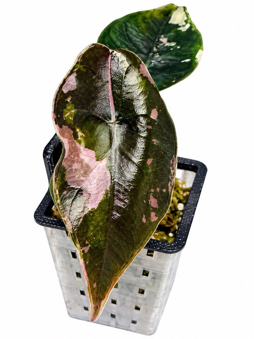 🌿 Alocasia Chanteri Pink Variegated – Corm Grown 🩷