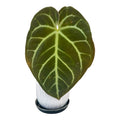 🌿 Anthurium ‘Augustus × Frilly Knickers’ – Rare Collector Hybrid 🌿