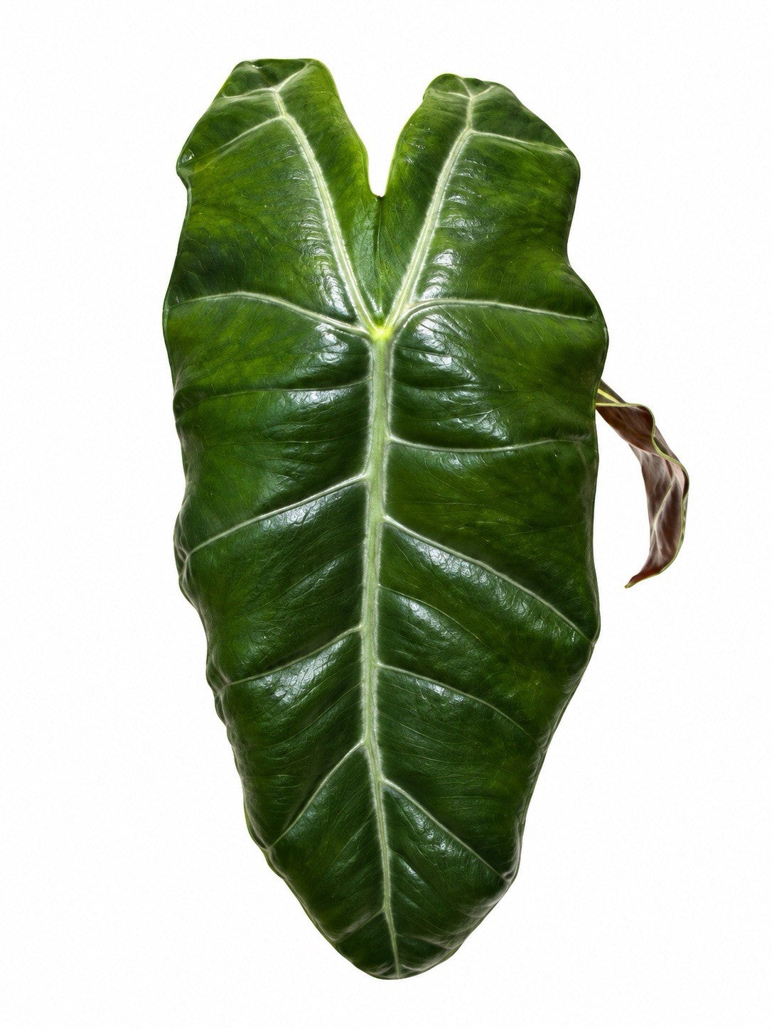 🌿 Alocasia Pseudosanderiana Aurea – Corm Grown | Exact Plant