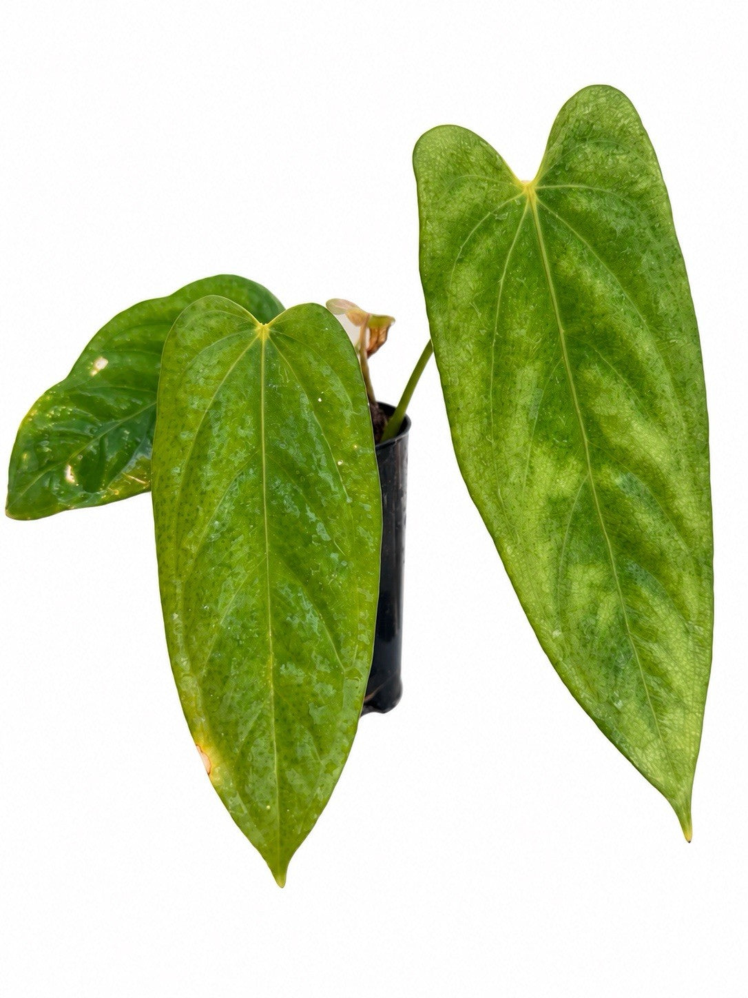 Anthurium Papillilaminum × Dressleri × Paramense – Rare Hybrid
