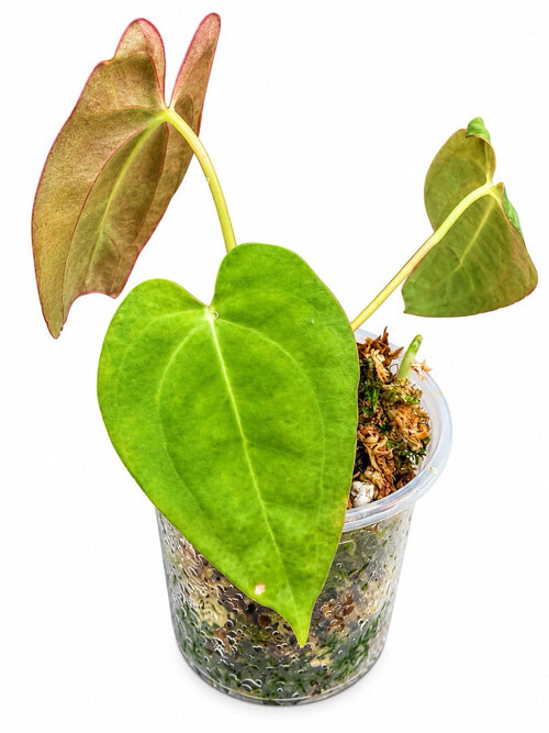 Anthurium Pap × Pap | Rare Papillilaminum Hybrid | Exact Plant