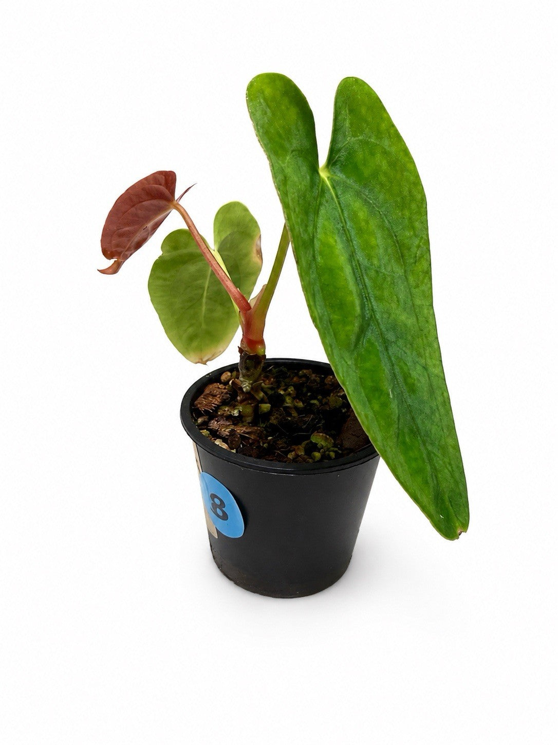 Rare Anthurium – MG 342 Mick Pascual 133 (2) × (Zara × DH) (2) – Seedling 🌿