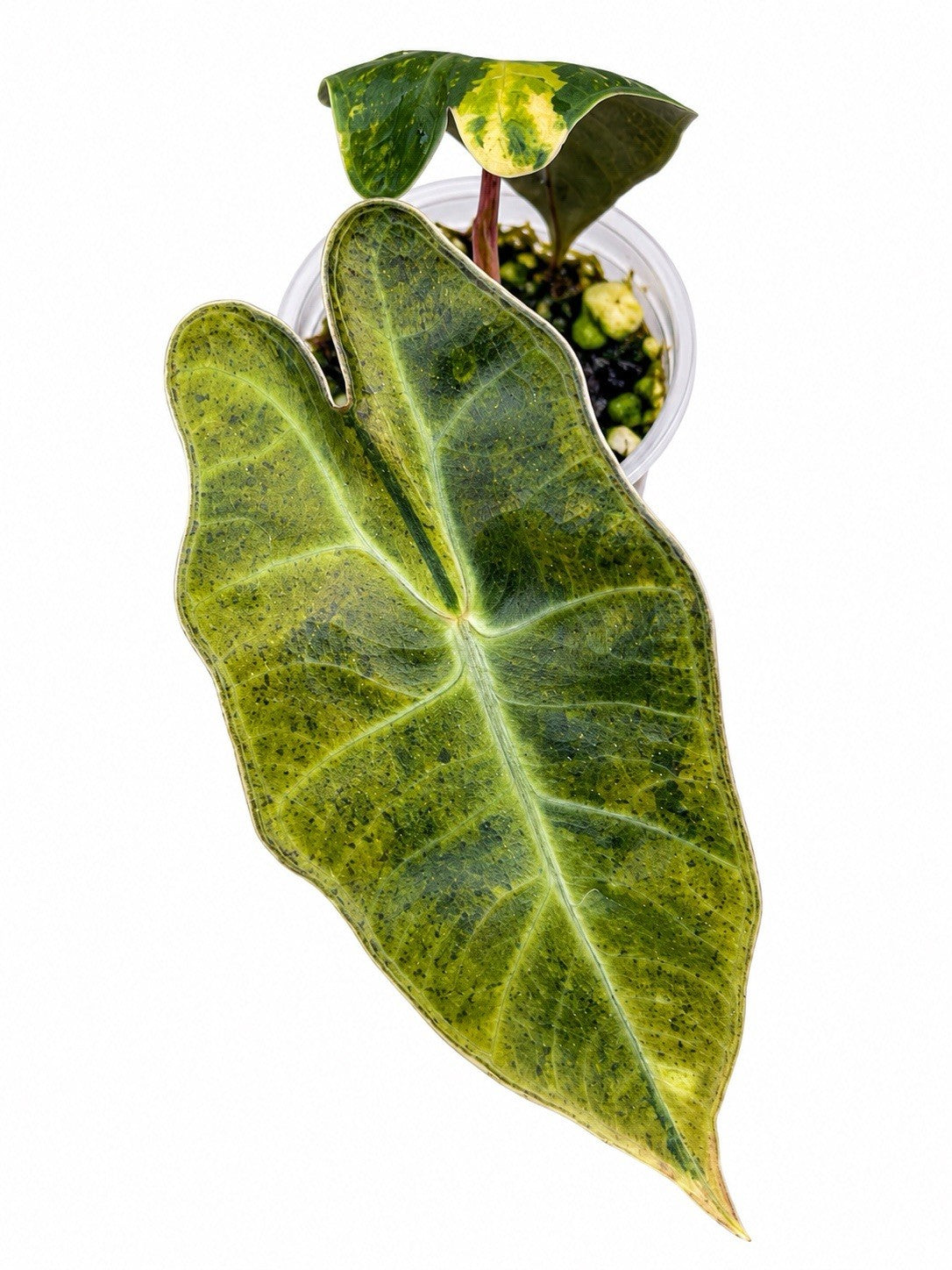 Alocasia Pseudosanderiana Aurea Variegated – Corm Grown | Exact Plant
