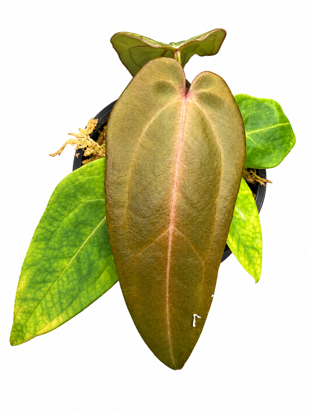 Rare Anthurium “Vital” Hybrid 🌿((Hoffmanii × Velvet Shadow) × Black Cherry) × F