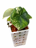 Alocasia Melo Albo Variegated | Corm Grown NOT TC | Exact Plant