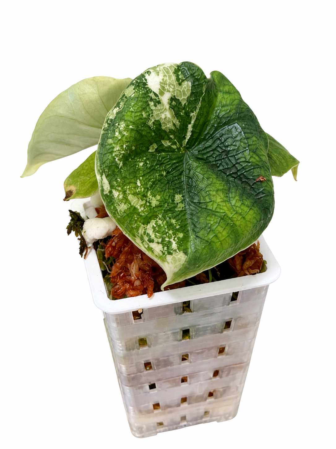 Alocasia Melo Albo Variegated | Corm Grown NOT TC | Exact Plant