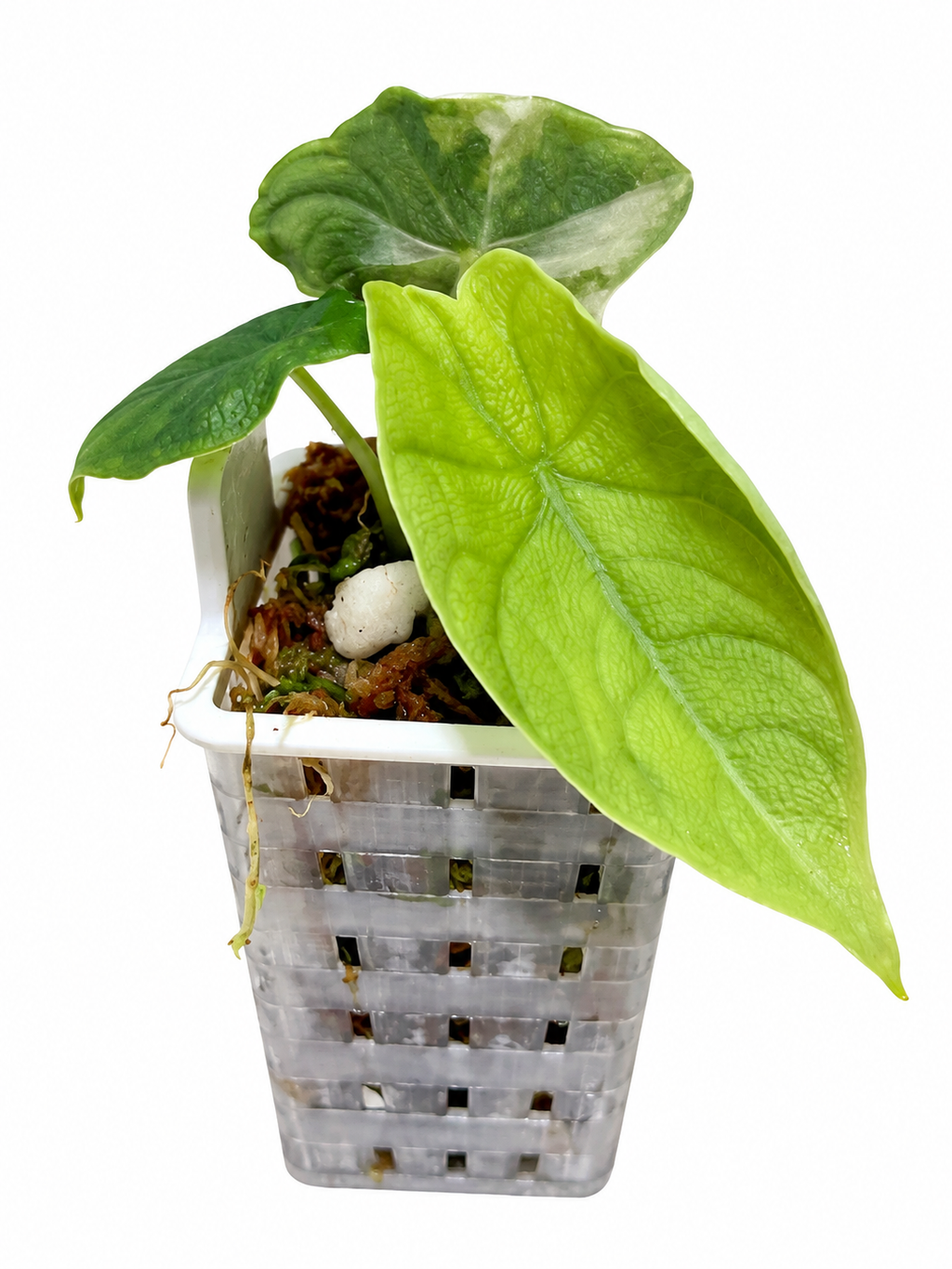 Alocasia Melo Albo Variegated | Corm Grown NOT TC | Exact Plant