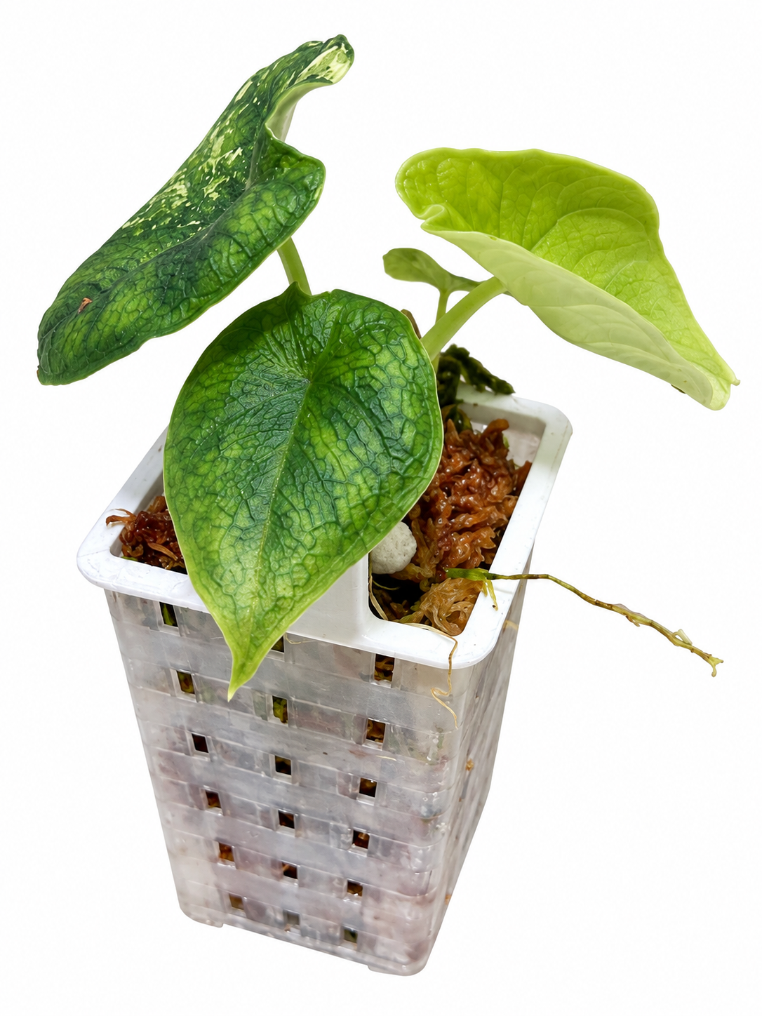 Alocasia Melo Albo Variegated | Corm Grown NOT TC | Exact Plant