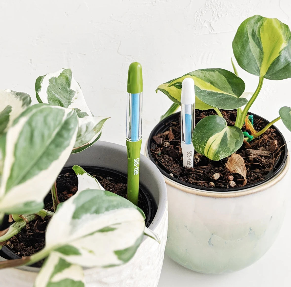 SUSTEE moisture indicators in potted indoor plants