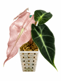 Alocasia Amazonica Pink Variegated | Corm Grown NOT Polly | Exact Plant - Obsessed With Aroids