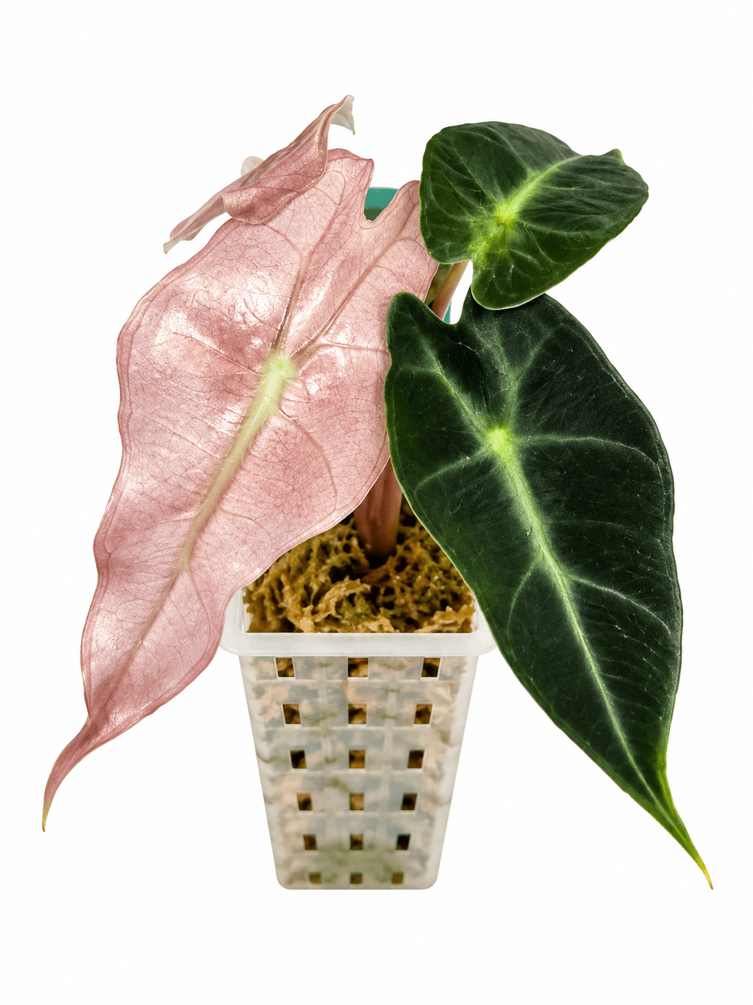 Alocasia Amazonica Pink Variegated | Corm Grown NOT Polly | Exact Plant - Obsessed With Aroids