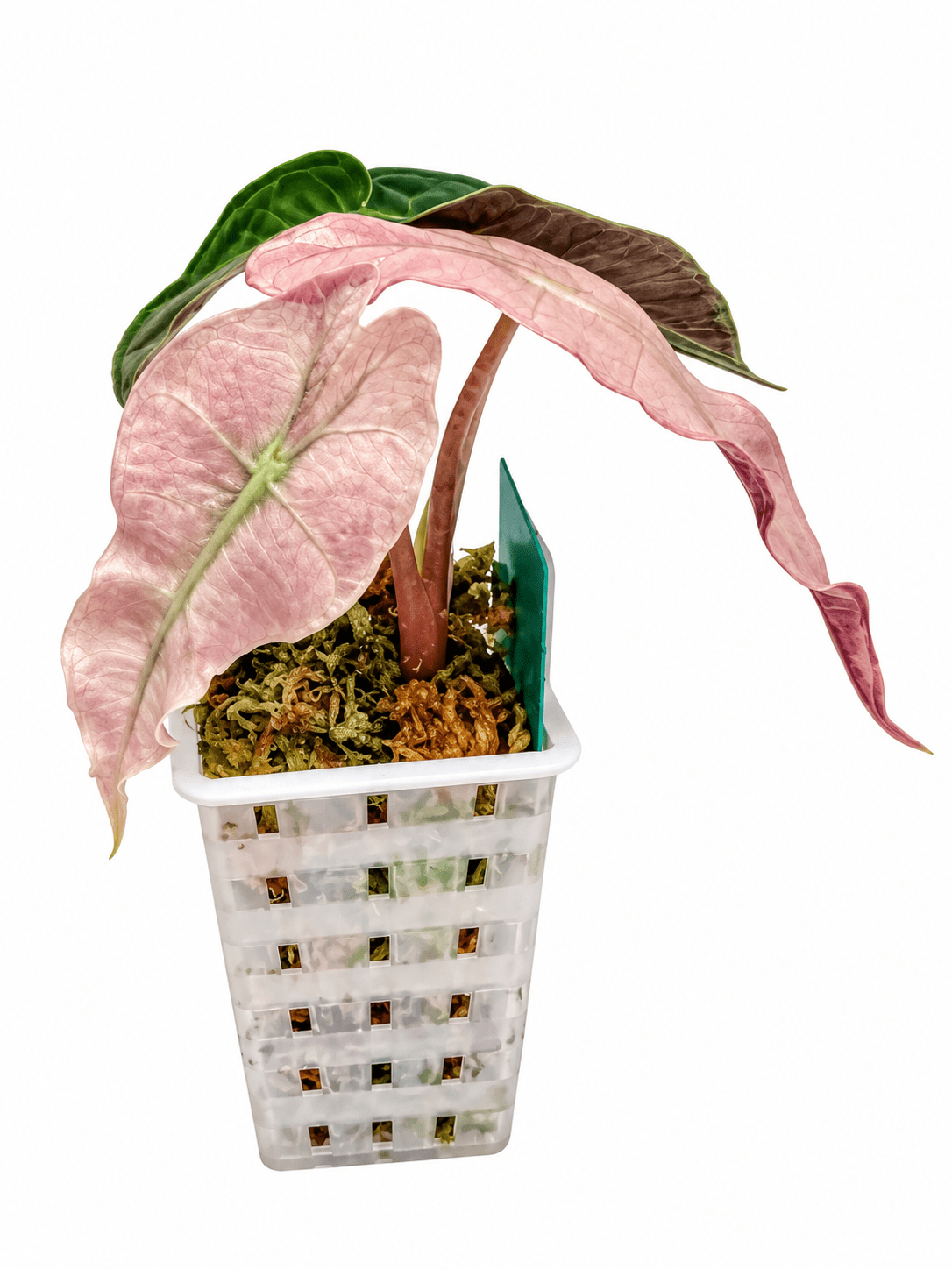 Alocasia Amazonica Pink Variegated | Corm Grown NOT Polly | Exact Plant - Obsessed With Aroids