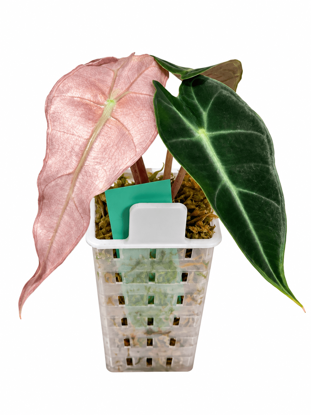 Alocasia Amazonica Pink Variegated | Corm Grown NOT Polly | Exact Plant - Obsessed With Aroids