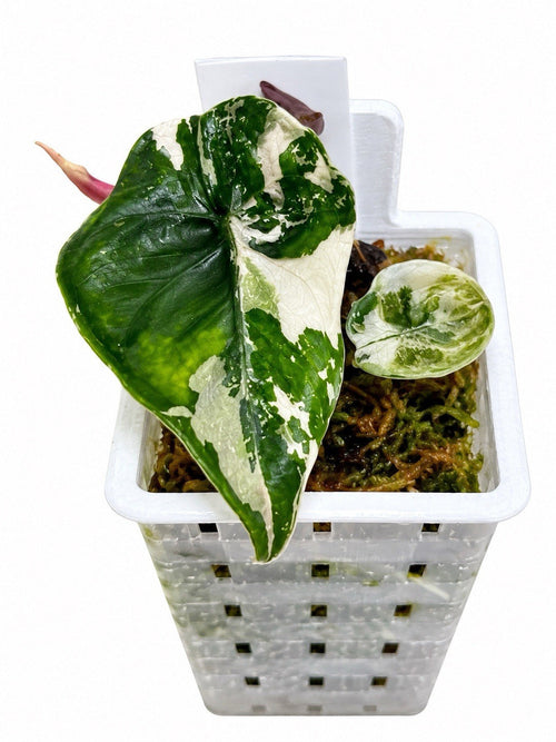 Alocasia Chanteri Pink Variegated, corm-grown exact plant
